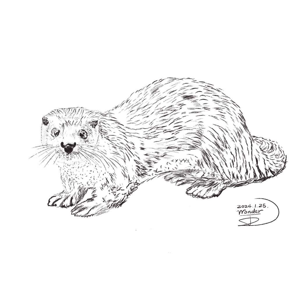 歐亞水獺在金門僅剩200隻？牠們面臨的生存危機是甚麼？