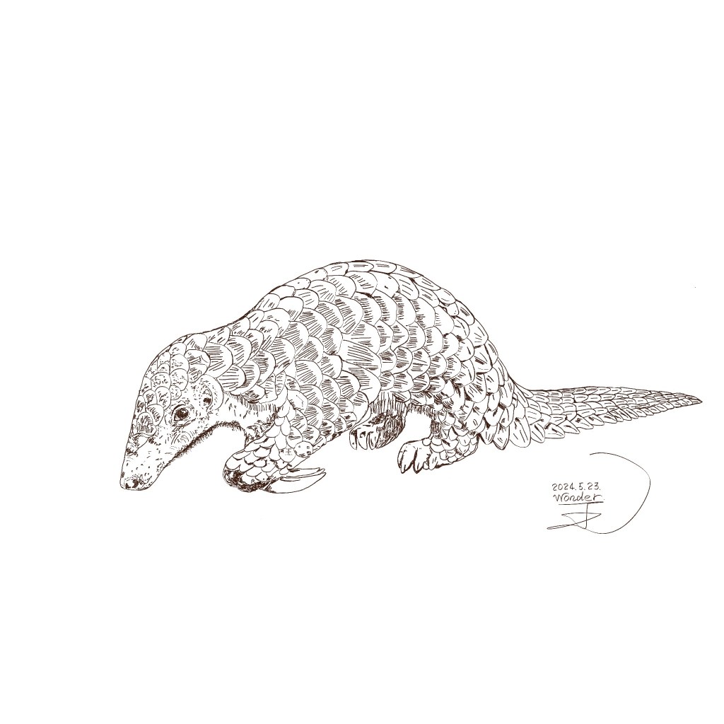 台灣是保育穿山甲的模範生？看看我們做了多少努力