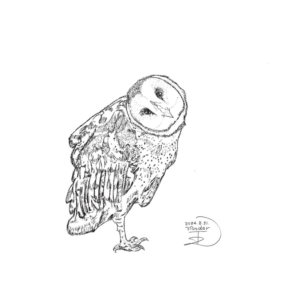 探索台灣的草鴞：可愛的留鳥貓頭鷹