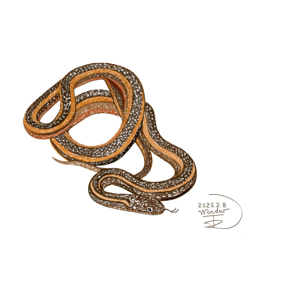 金絲蛇生態特徵及保育挑戰