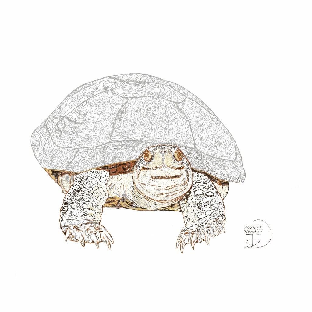 柴棺龜的真相：台灣水陸龜的危機與希望